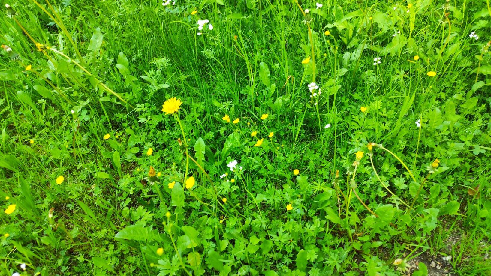 Výuka na školní zahradě pokračuje :) I.