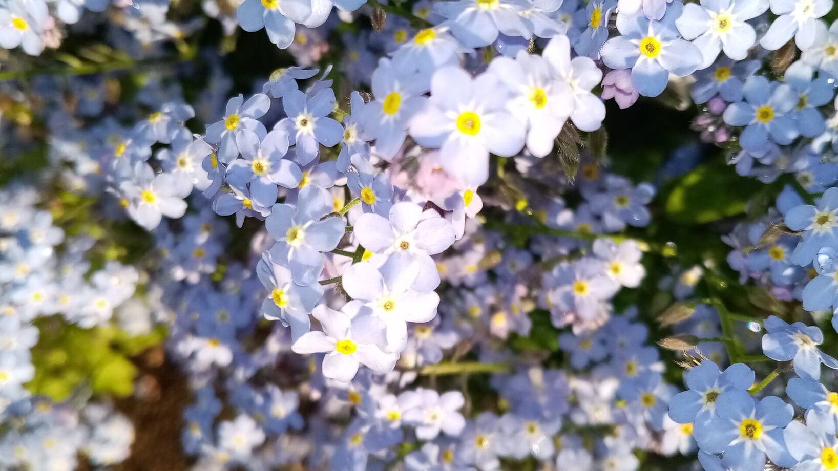 Letí, letí motýlek