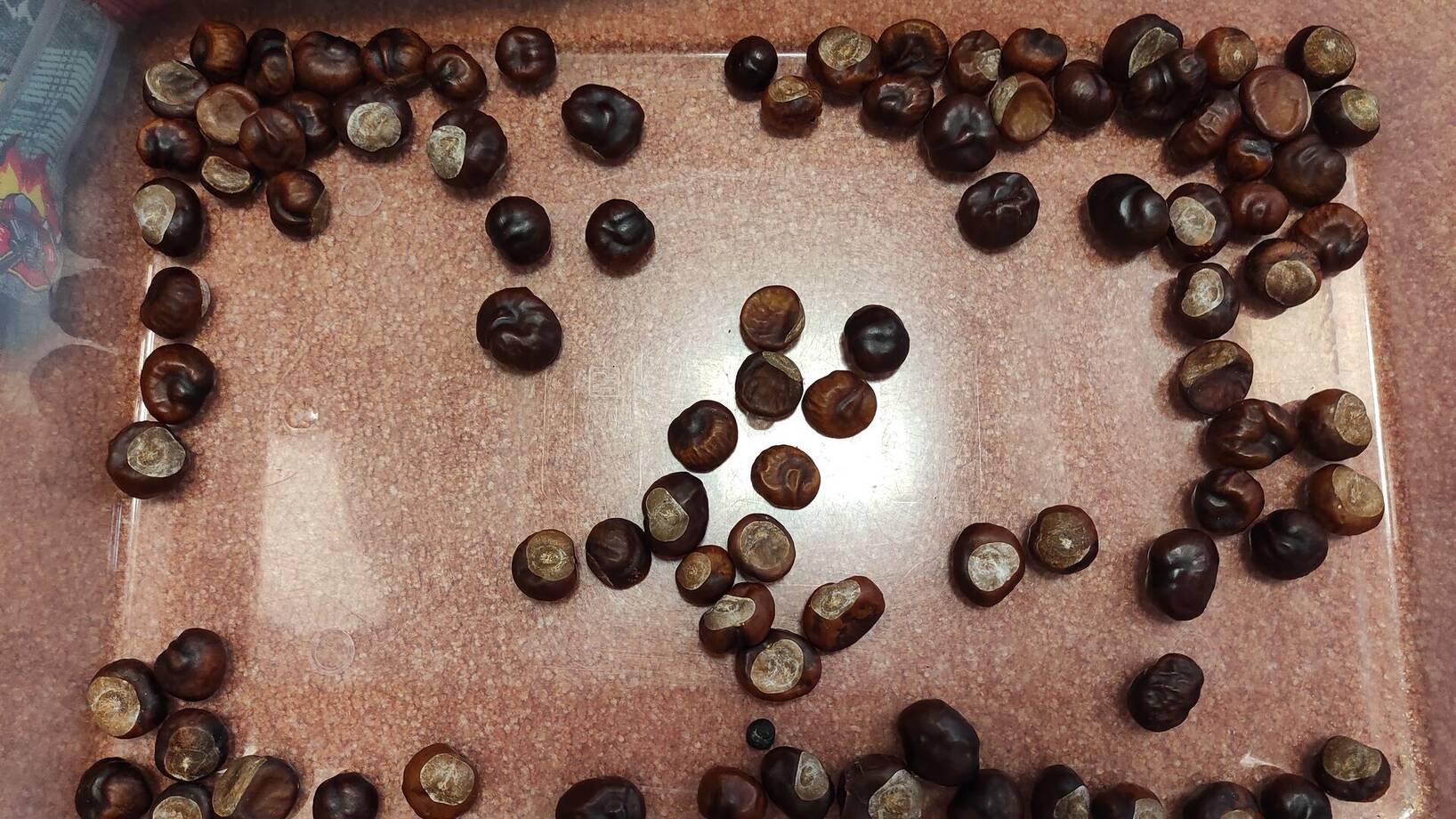 Procvičení jemné motoriky - hry s kaštany