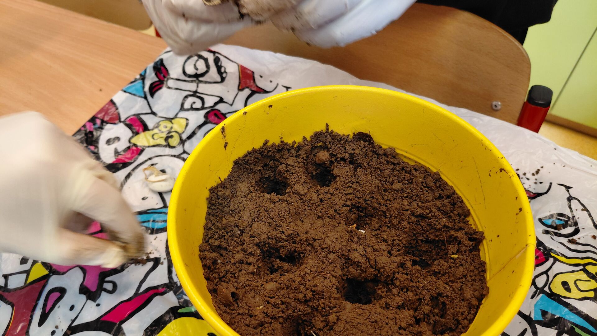 Sázení fazolí, je zábava!