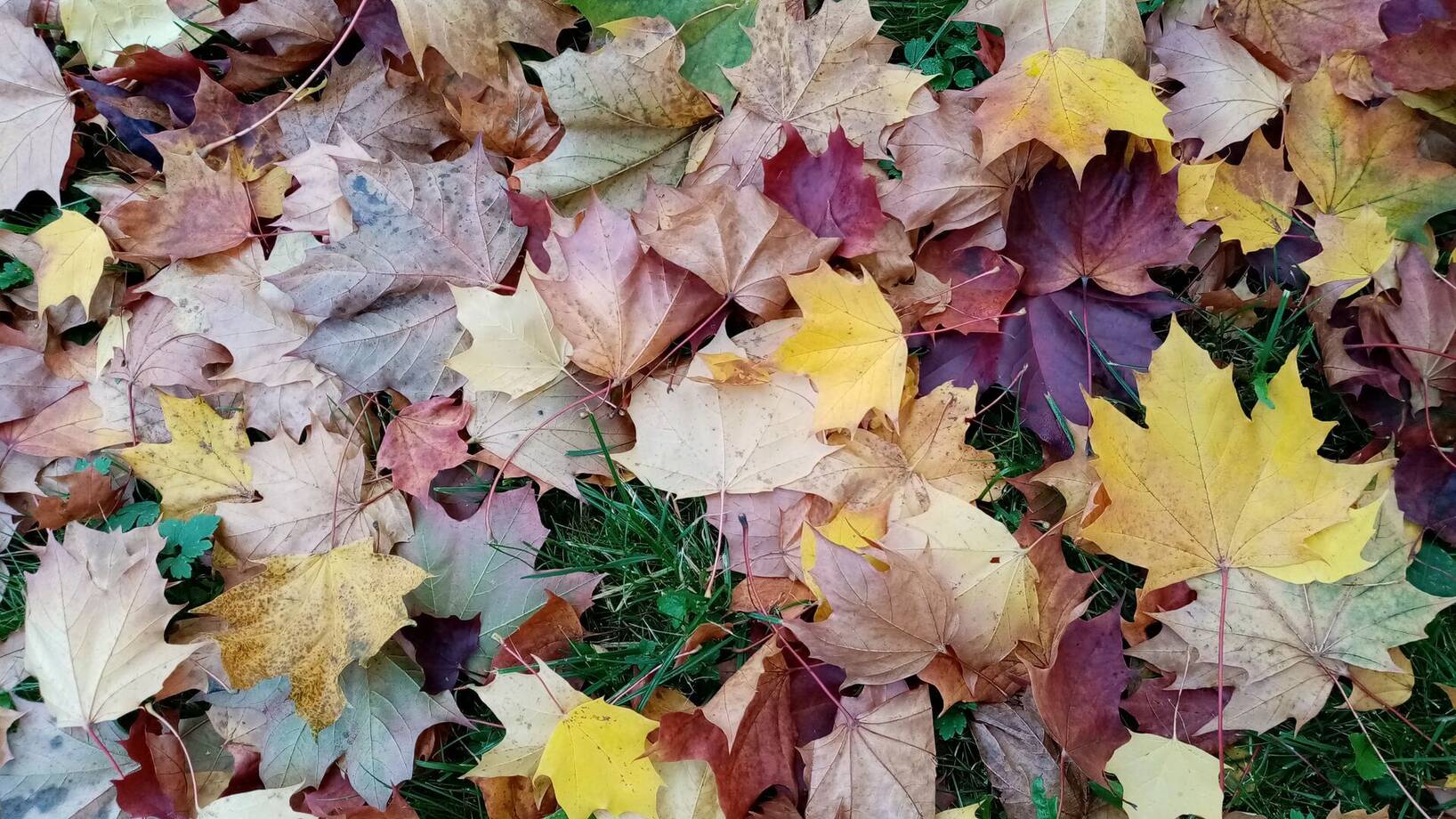 Listy, lístky, lístečky