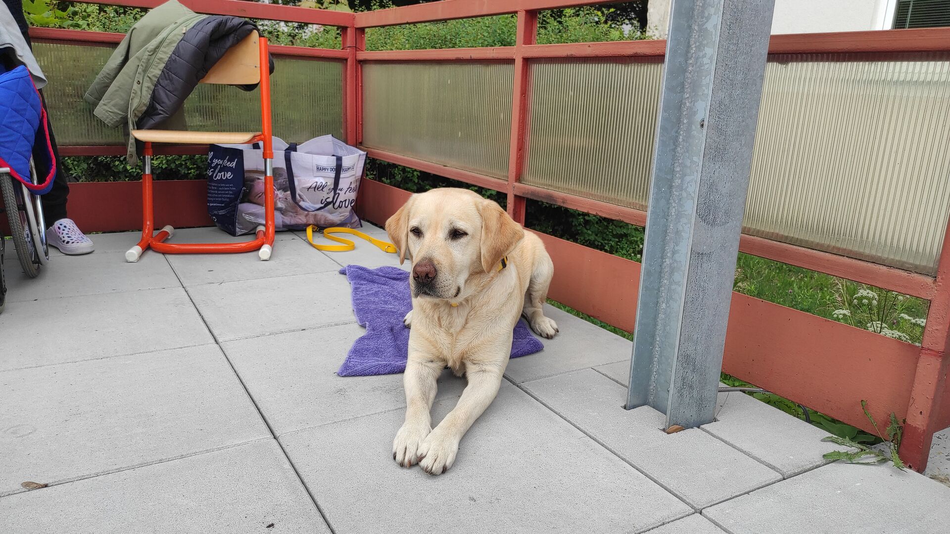 Závěrečná canisterapie