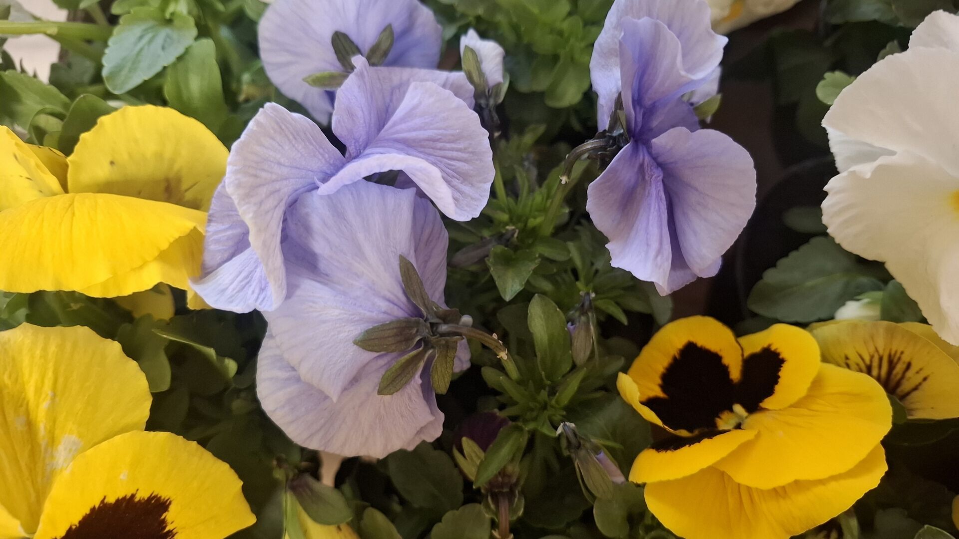 Velikonoční týden