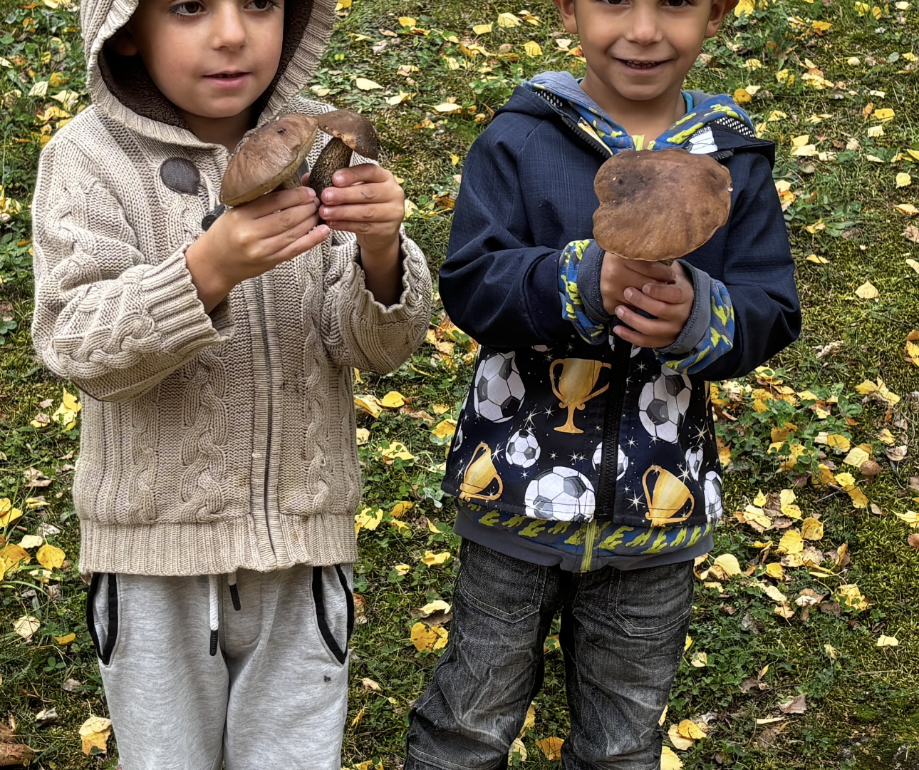 Podzim v lese - poznáváme jedlé a nejedlé houby