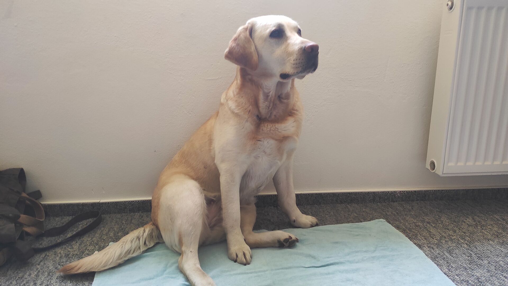 Canisterapie - 2. pololetí