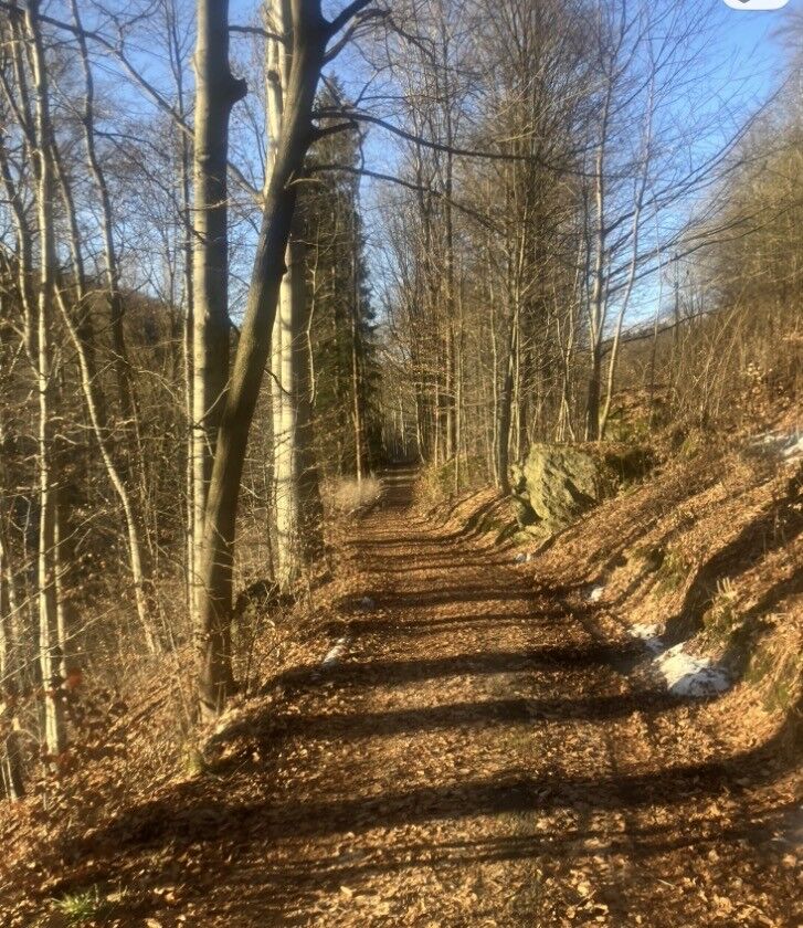 Mezinárodní den lesů