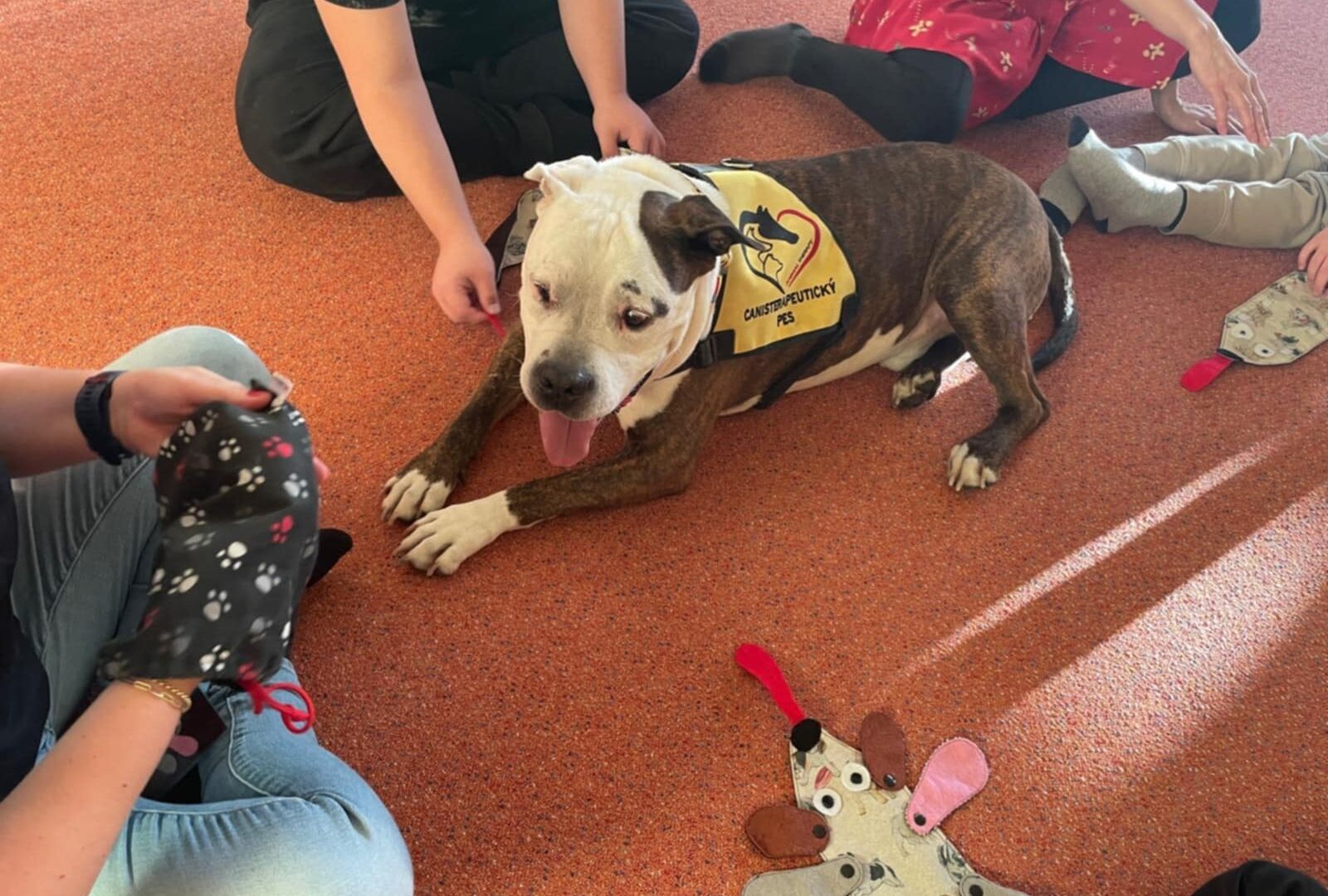 Sváteční canisterapie