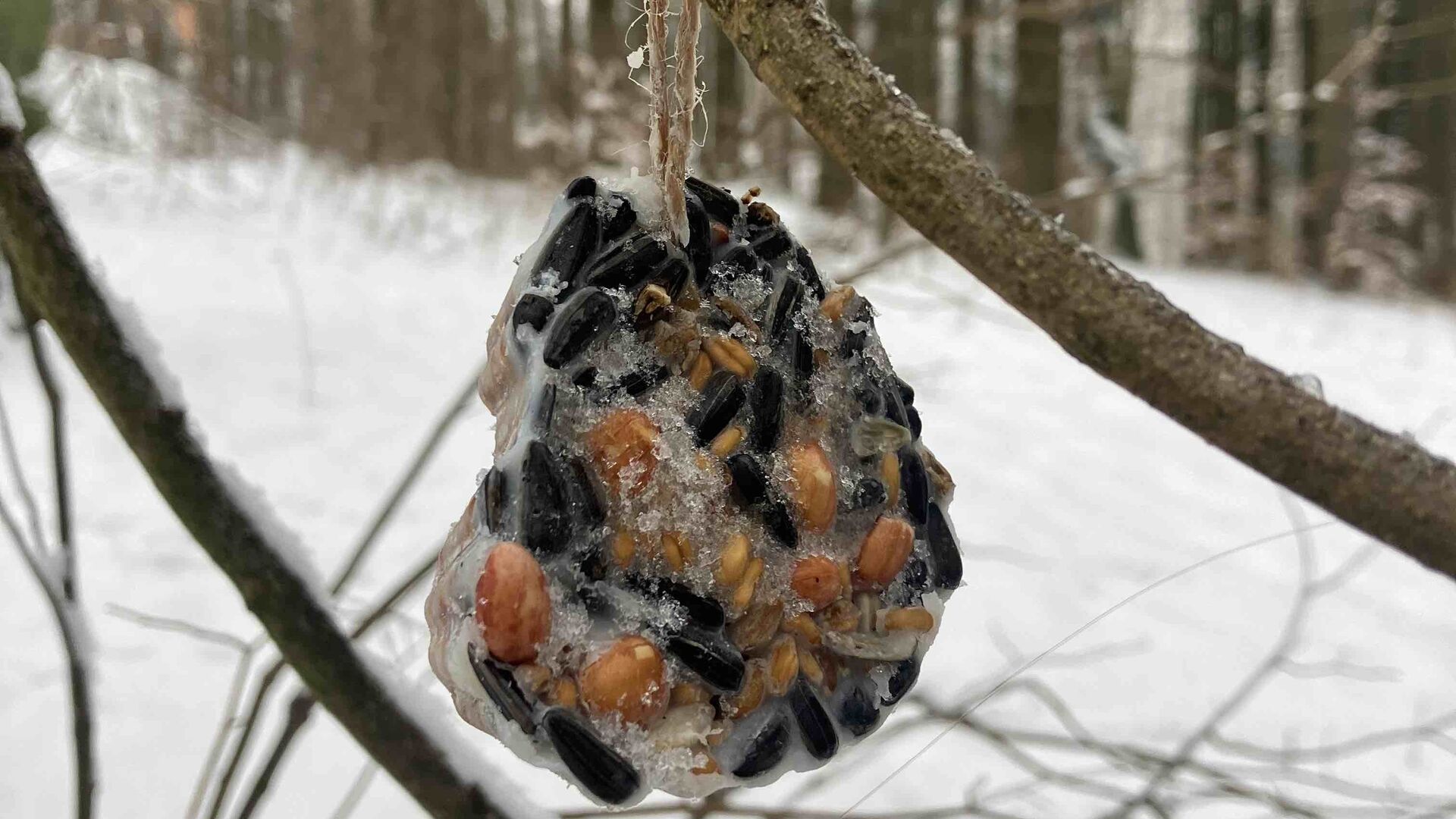 Pomoc ptákům v zimě