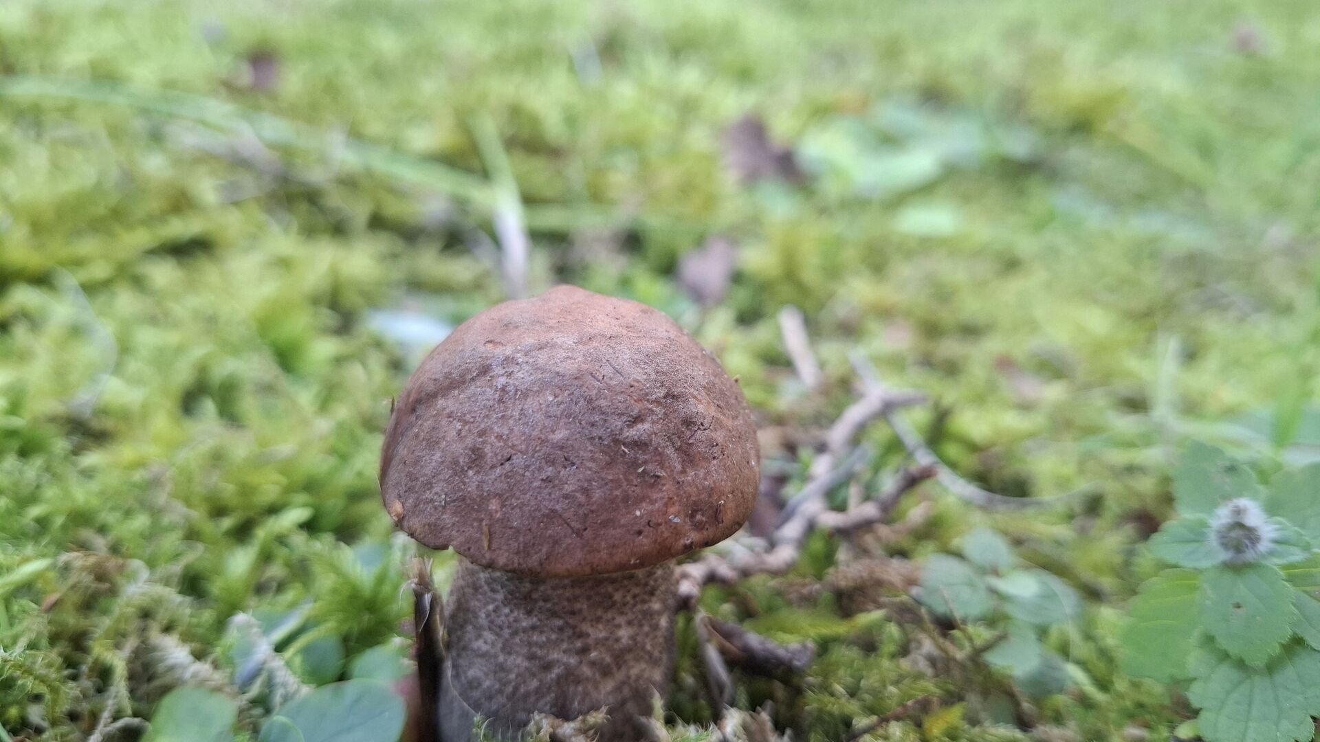 Houbaři a houbařky