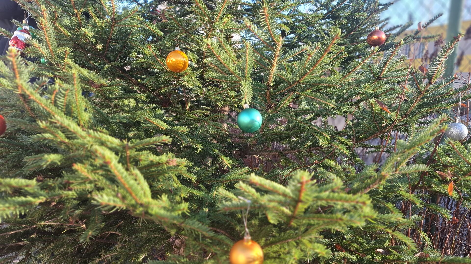 A další stromeček se zdobí