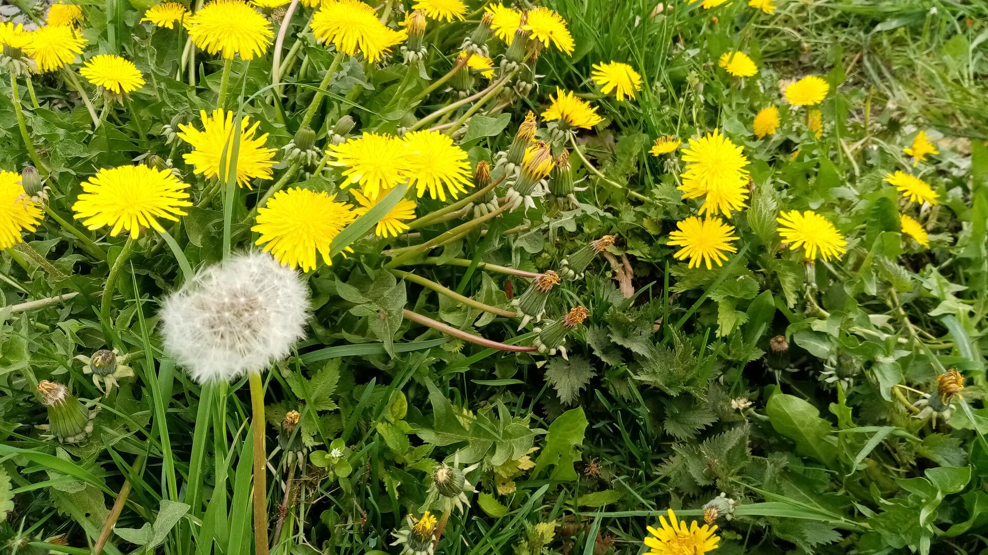Pampeliškové dopoledne