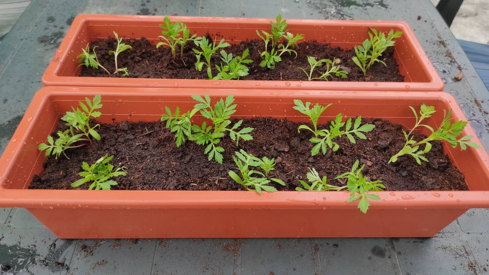 Pracovní výchova - sázíme :)